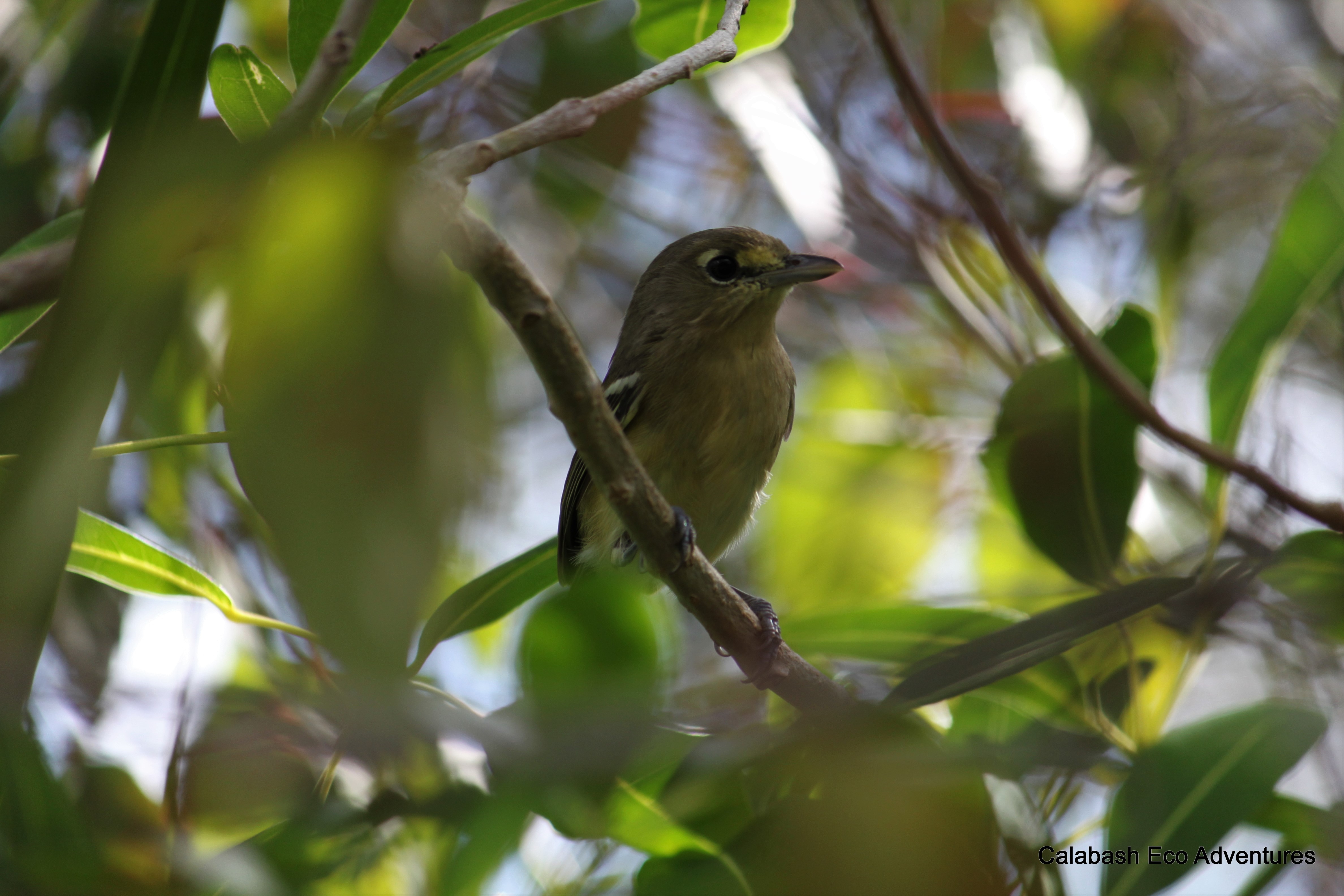 Thick-billed-Vireo